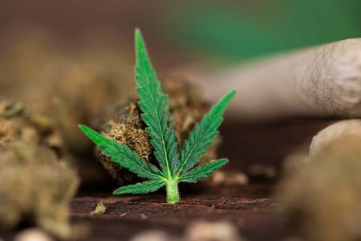 Blunt, cannabis and medical marijuana bud , cbd