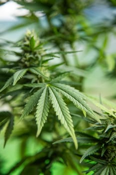 Marijuana, cannabis plant. cannabis plant