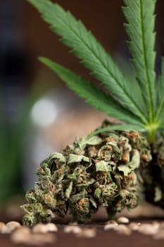 Top view of marijuana leaves and cannabis buds