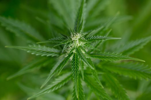 Cannabis leaf and marijuana plant. medical marijuana cannabis