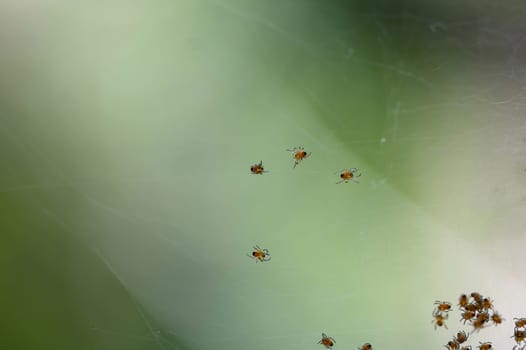 Many newly hatched spider babies in the web against a green background