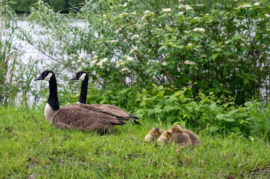Family of Canada geese ( Branta canadensis ) with goslings in green grass in the nature