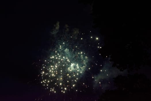 A colorful fireworks in the black night sky with the silhouette of a tree in the foreground