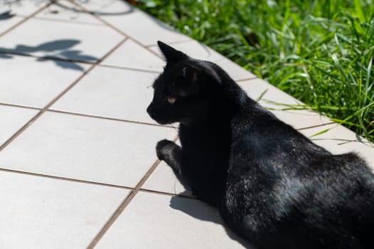 A black cat lies on a terrace and enjoys the warm sun