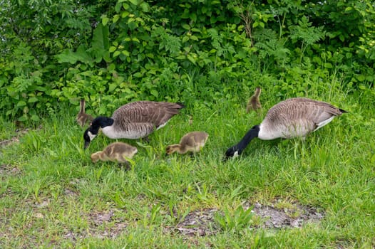 Family of Canada geese ( Branta canadensis ) with goslings in green grass in the nature