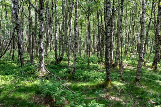 Carpathian birch forest (Betula carpatica) in the red bog in the High Rhön, Hesse, Germany