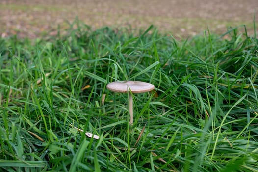 A mushroom in a green meadow between blades of grass