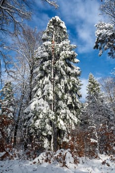 Snow covered fir trees in a forest with blue sky in winter time