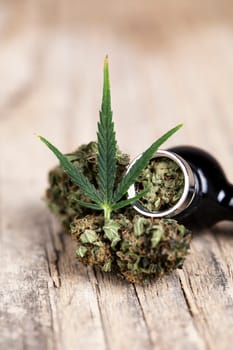 Weed of marijuana leaves and cannabis buds, cbd