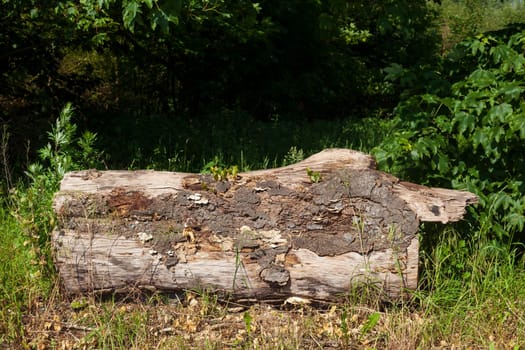 Sawed-off tree trunk lying on the ground in the forest, Germany