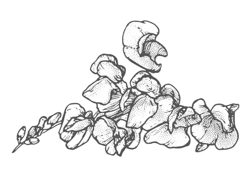 Spring flowers drawing with line-art on white