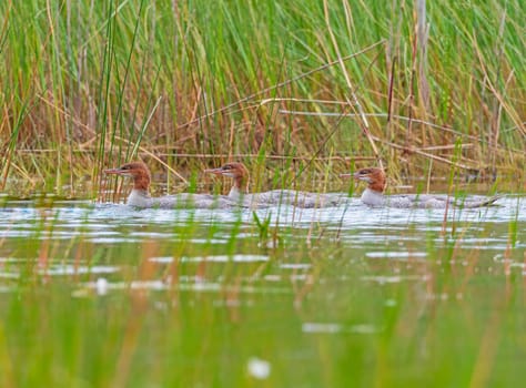 Mergansers Swimming Through the Grasses in Sioux Narrows Provincial Park in Ontario