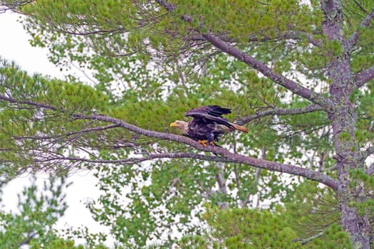 Bald Eagel Taking Off From a Tree in Sioux Narrows Provincial Park in Ontario
