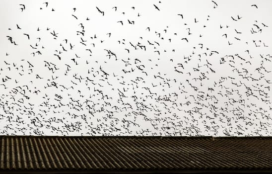 Detail of a large group of birds flying in nature