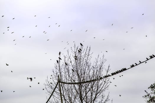 Detail of a large group of birds flying in nature