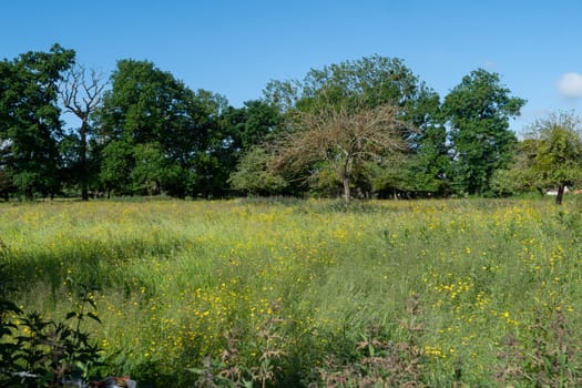 Buttercup field meadow in the Normandy countryside