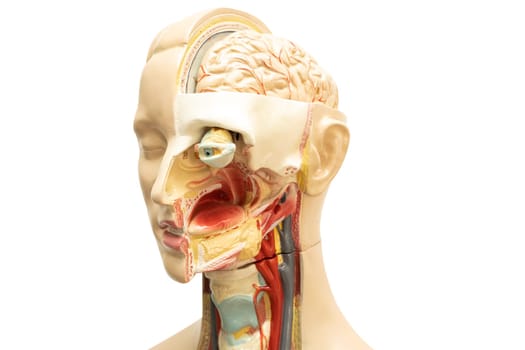 Human brain model of head anatomy isolated on white background with clipping path.