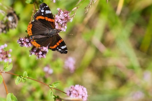 Admiral butterfly on a flower. Insect on a flower. Black, white, orange wings. Wild animal in nature