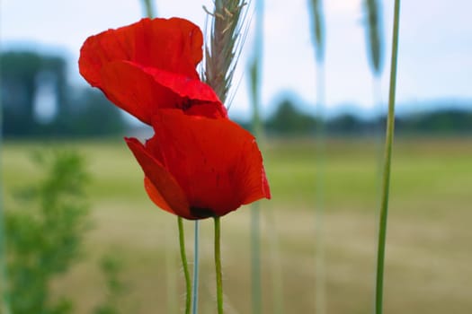 Corn poppy in a summer meadow with red petals. Wildflower from nature. Dots of red color in green surroundings