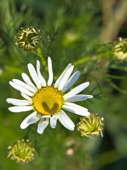 Magritte with white petals, on which a heart is outlined by a shadow. Romantic symbol on a wildflower. Flower photo of a meadow