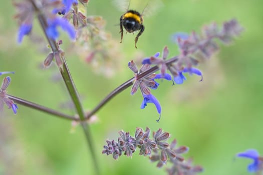 Bumblebee flies to a flower to collect nectar. Insect pollinating pollen in nature. Animal photo