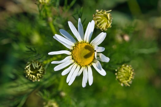 Magritte with white petals, on which a heart is outlined by a shadow. Romantic symbol on a wildflower. Flower photo of a meadow