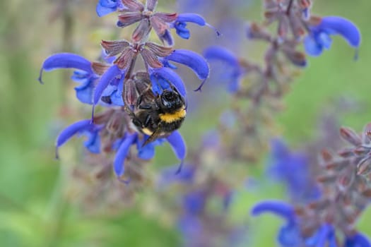 Bumblebee on a flower to collect nectar. Insect pollinating pollen in nature. Animal photo