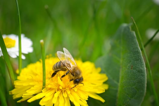 Honey bee collecting nectar on a flower. Insect photo from nature. Animal Photo