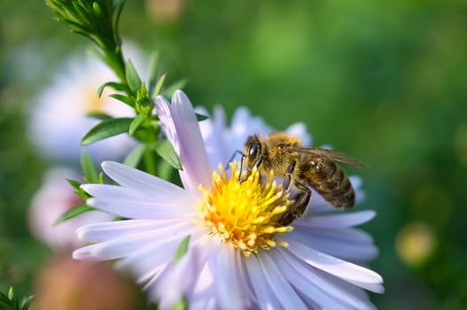 Honey bee collecting nectar on a flower. Insect photo from nature. Animal Photo
