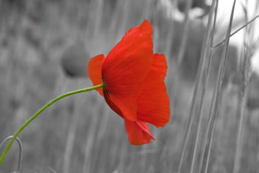Corn poppy in a summer meadow with red petals in monochrome. Wildflower from nature. Dots of red color in green surroundings