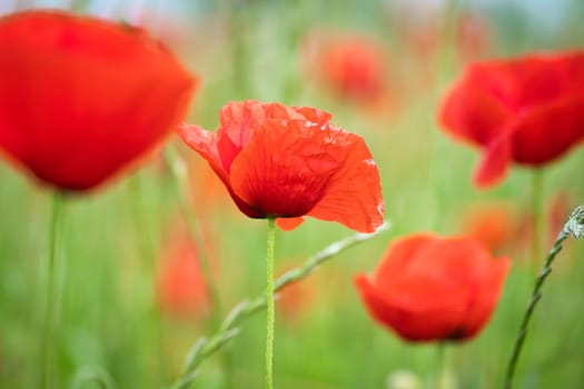 Corn poppy in a summer meadow with red petals. Wildflower from nature. Dots of red color in green surroundings