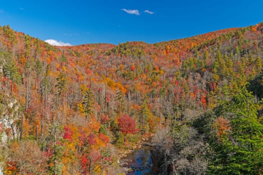 Autumn Colors in a River Valley in the Linville Gorge in North Carolina