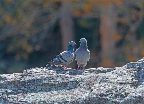 A Pair of Rock Pigeons on a Rock at Linville Gorge in North Carolina