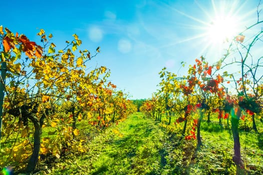 Autumnal harvested vineyard backlit with bright red foliage photographed against the blue sky near Avignon