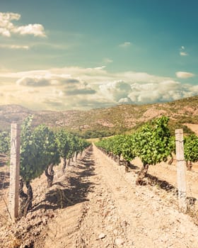 Vineyard at sunset. Rows of a beautiful vineyard for the production of wine grown in Sardinia, Italy. Traditional agriculture.