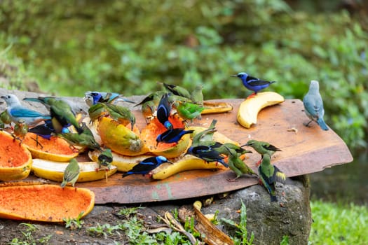 Blue-Gray Tanager, Red-legged and green honeycreeper and many others beautiful birds on bird feeder in Costa Rica. La Fortuna wildlife bird watching