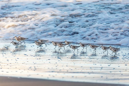 Western sandpiper (Calidris mauri), small shorebird. Flock of grey-coloured waterside birds. Tortuguero, Wildlife and birdwatching in Costa Rica.