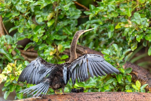 Tropical bird Snakebird, darter, American darter, or water turkey, (Anhinga anhinga). Refugio de Vida Silvestre Cano Negro, Wildlife and bird watching in Costa Rica.