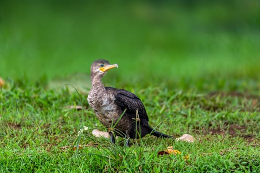 Neotropic cormorant or olivaceous cormorant (Phalacrocorax brasilianus), medium-sized cormorant. Refugio de Vida Silvestre Cano Negro, Wildlife and bird watching in Costa Rica.