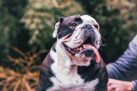Olde English Bulldogge with tongue hanging out, photographed in the nature
