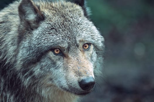 Expressive Gray wolf, also known as timber wolf, looking intently at you in the forest