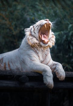 Roaring or yawning white tiger, showing its fangs, photographed against a dark background in nature