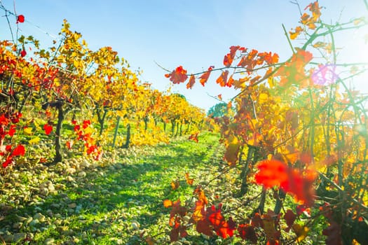 Harvested vineyard in autumn, backlit with bright red foliage, photographed against blue sky near Avignon