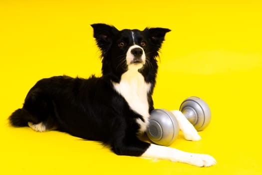 A border collie dog with dumbbell in front of a yellow background
