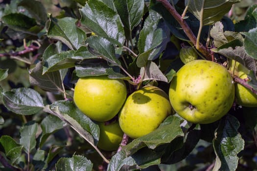 Delicious apples from orchards that are about to be harvested.