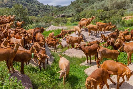 Granada, Spain: April 19, 2024: Goats in a farm in Andalucia, Granada, Spain