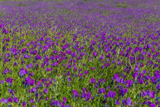 Viborera (Echium vulgare). Purple flowers in a field outside Granada, Andalucia, Spain