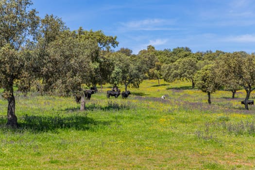 black bulls in a bull farm (for bullfights) near Granada, Andalucia, Spain