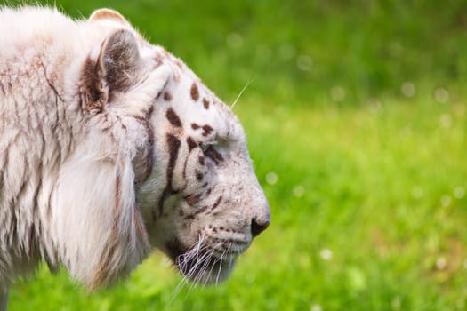 White tiger head photographed in profile walking, photographed over green grass