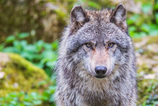 Expressive Gray wolf, also known as timber wolf, looking intently at you in the forest